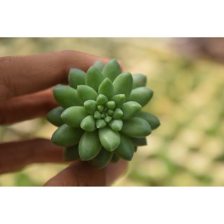 Sen đá chuỗi ngọc bi mới mini 2-4cm
