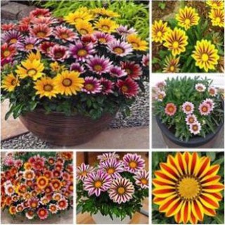 Hạt giống hoa cúc huân chương