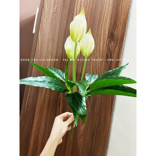 Cây lan ý 50cm - cây giả decor