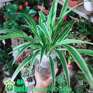 Chậu Cây Dây Nhện Thuỷ Sinh