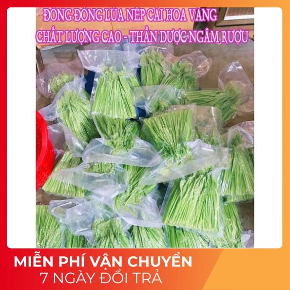 ĐÒNG ĐÒNG LÚA NẾP CÁI HOA VÀNG VÙNG TRUNG DU TÂY BẮC ĐÓNG GÓI 1KG