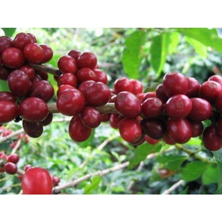 Cà phê bột rang xay Tùng Hằng - 500gr