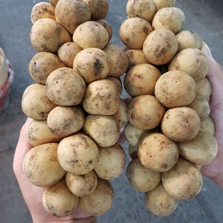 Cây giống Bon Bon thái.