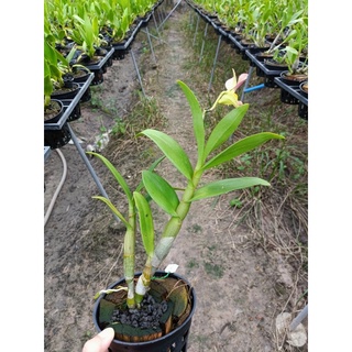 Lan denro Chớp 10% ( cây cao 15cm)