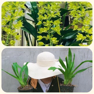 Vũ Nữ Hoàng Hậu size trung