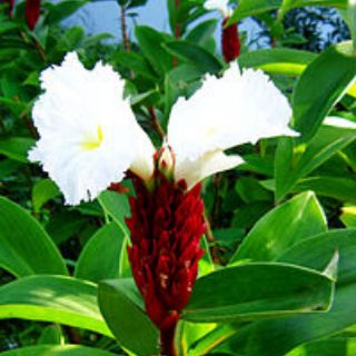 2 cây giống các lồi