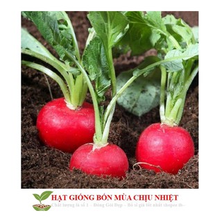Gói 30 hạt CỦ CẢI ĐỎ MINI luckyseed hạt siêu rẻ