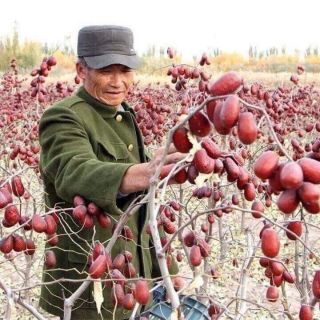 Táo đỏ TÂN CƯƠNG 200g