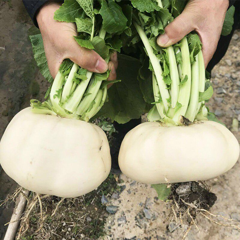 300 HẠT GIỐNG CỦ CẢI ÔN CHÂU DẸT