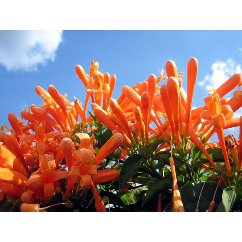 10 cành giống hoa Rạng đông, chùm ớt - Hoa pháo