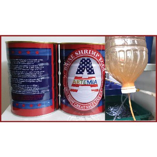 Trứng ARTEMIA MỸ xanh ấp nở tỉ lệ cao