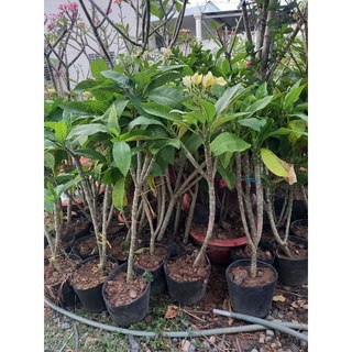 cây sứ đại vàng hoa thơm