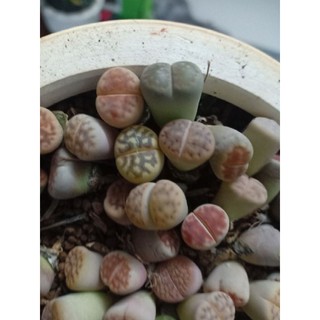 13 SEN MÔNG LITHOPS KÈM CHẬU ĐẤT NUNG