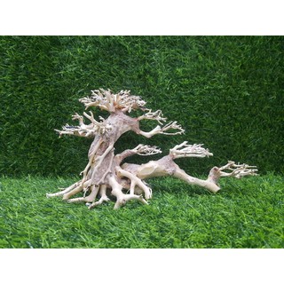 Lũa Bonsai nghiêng số 2 cấy rêu.( N25-C15)