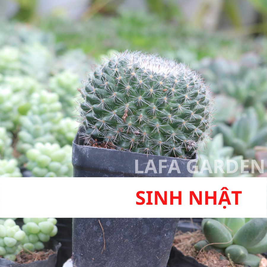 Xương rồng bánh sinh nhật, cây hình cầu đẹp