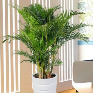 Cây 🌲 Cau Vàng Đài Loan lớn