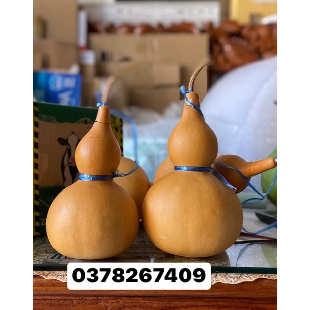 Bầu Hồ Lô.Bầu mini. Bầu hồ lô phong thuỷ , cầu con , thu hút tài lộc ,làm sạch hạt .