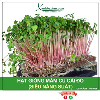 Hạt Giống Rau Mầm Củ Cải Đỏ Phú Nông Gói 30 Gram