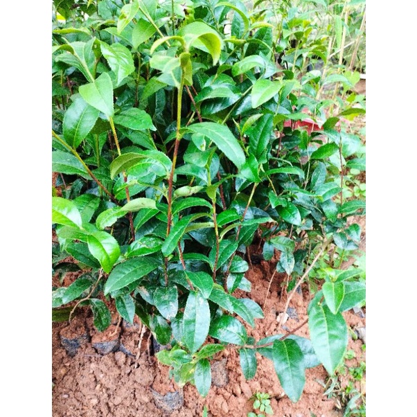 Chè Ô long kim tuyên