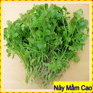 Hạt Giống Ngò Rí Rau Mùi ☀FREESHIP☀ Hạt giống Rau Mùi Chịu Nhiệt gói 50 Gram
