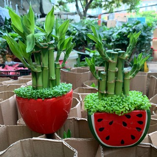 Cây phát tài, phát lộc cả chậu