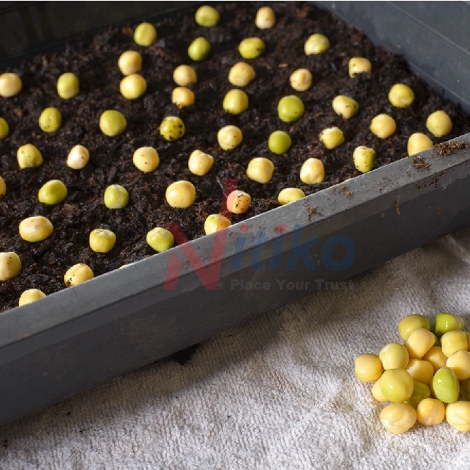 Khay nhựa trồng rau sạch tại nhà