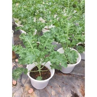 Chậu cải Kale trưởng thành