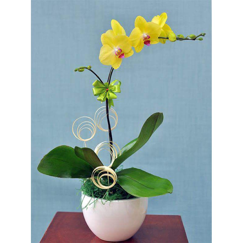 ( HOT ) Cây kẽm bọc nhựa uốn cành lan, que cắm cành lan hồ điệp que uốn cành lan dài 100 cm (nâu/ xanh lõi trắng) 1kg