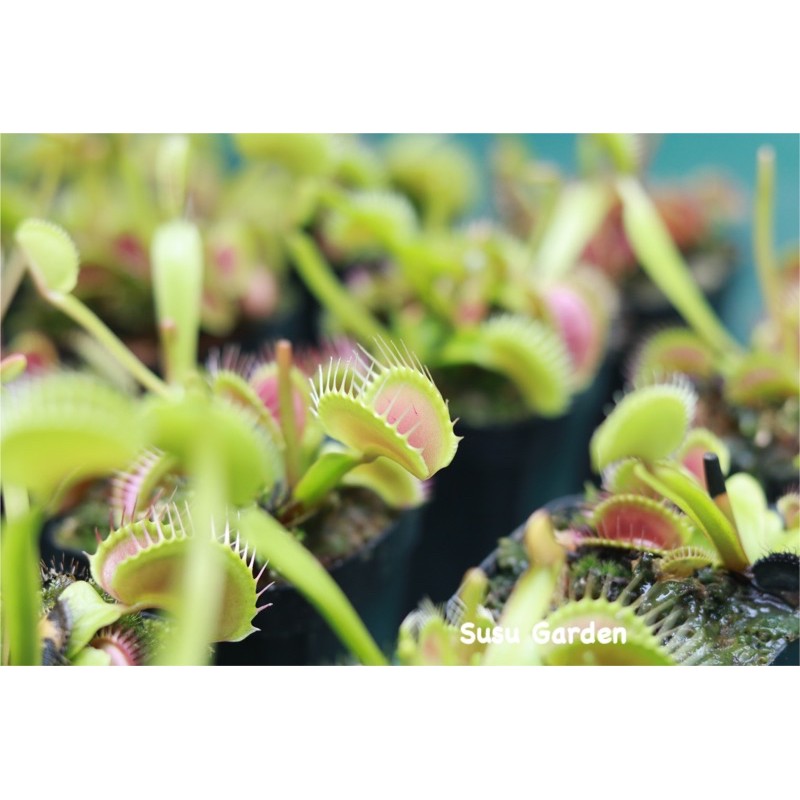 [size lớn] Cây bẫy kẹp bắt côn trùng - Venus flytrap