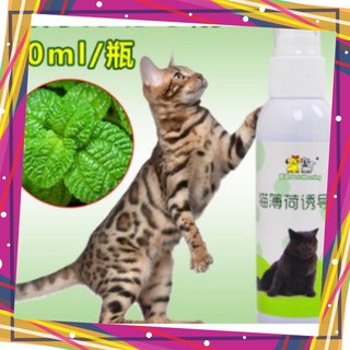 CATNIP CHO MÈO DẠNG XỊT