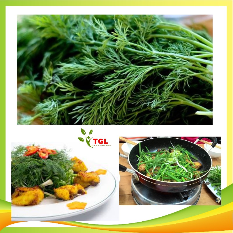 Hạt Giống Rau Thì Là Tứ Quý 4 Mùa Phú Điền, Hạt giống rau củ quả chịu nhiệt tốt - Gói 20gr