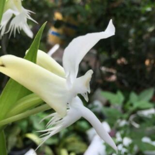 Địa lan bạch phượng