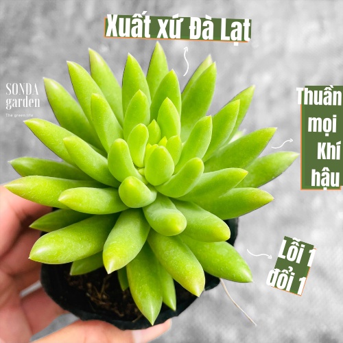 Sen đá chuỗi ngọc đứng xanh SONDA GARDEN size bé 5-8cm, cây cảnh trang trí nhà cửa, lỗi 1 đổi 1