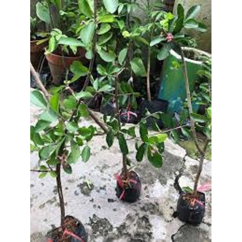 CÂY GIỐNG CÂY SƠ RI THÁI TRÁI NGỌT, SIÊU QUẢ, CAM KÉT CHUẨN GIỐNG F1--cg sori