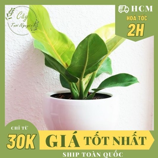 Cây trầu bà đế vương vàng, ,