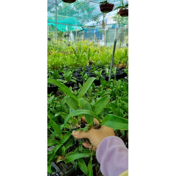 HOA LAN CATT SCT 536 CÂY GIỐNG