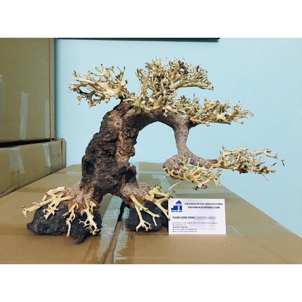 Lũa bonsai cho hồ thuỷ sinh bám đá BS03