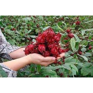 Mứt atiso đỏ Berryland - 25K