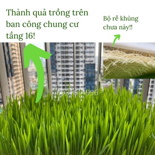 01KG CỎ LÚA MẠCH NHẬP KHẨU ÚC - DATE MỚI