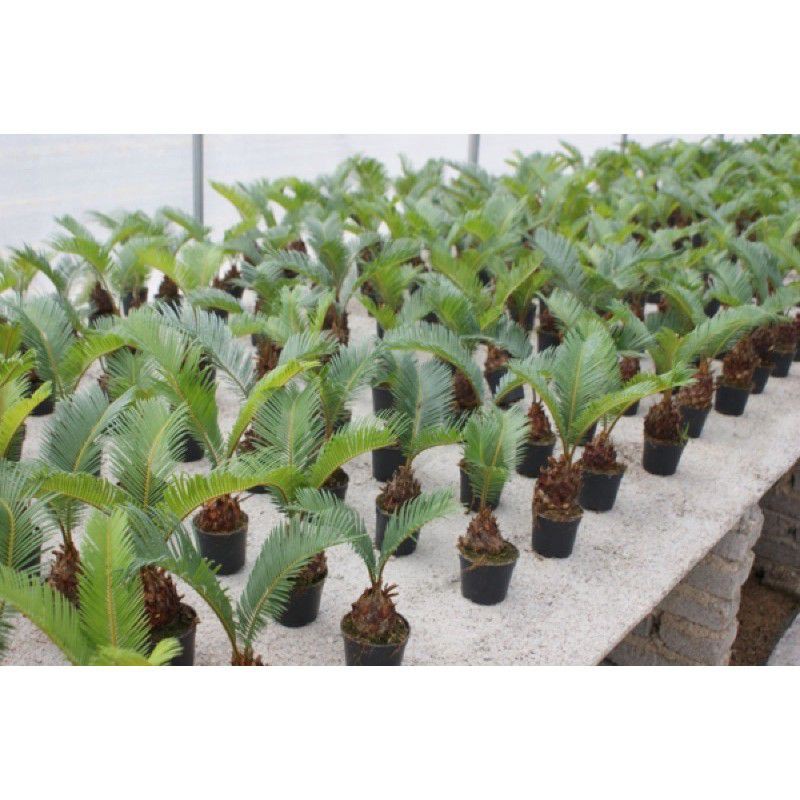 COMBO 2 CỦ VẠN TUẾ