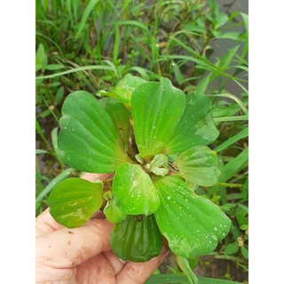 Bèo tai tượng/bèo cái/thủy sinh , nuôi cá.1 cây