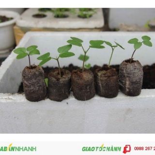 Combo 200 viên nén sơ dừa