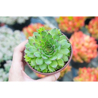 Sen phật bà cỡ vừa 9-11cm