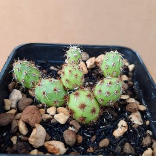 Xương rồng trứng