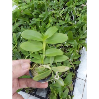 Phong lan phi điệp 5ct phú thọ