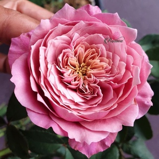 (1 chậu) cây hoa hồng nhật Miyabi Rose (hồng bụi)