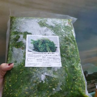 (bán lẻ dùng thử) Salad Rong Biển tươi trộn mè Nhật Bản Chuka Wakame