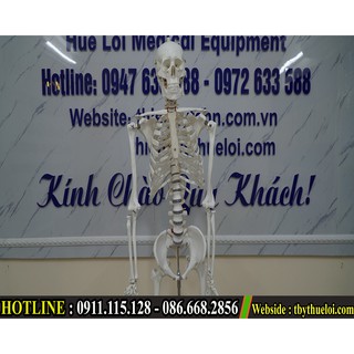 Bộ mô hình giải phẫu xương người toàn bộ 170cm - Mô hình giải phẫu xương