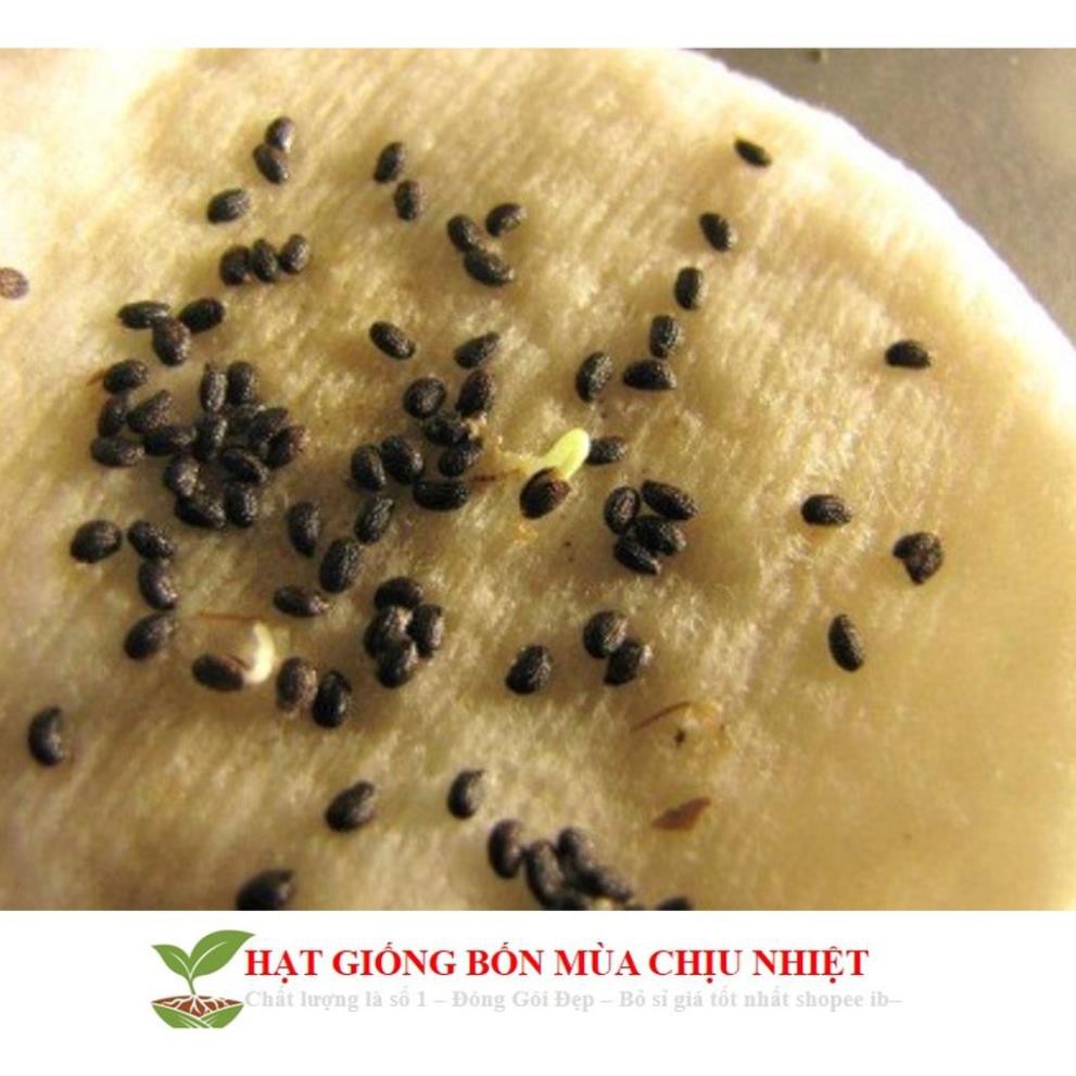 Hạt Giống Cây Kiwi nùn F1 (20 Hạt) - [TRỒNG BỐN MÙA] - Giàu Vitamin,Bổ Dưỡng,Tốt Cho Da