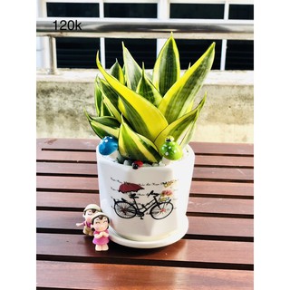 chậu lưỡi hổ để bàn